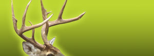 best peep sight for whitetail hunting