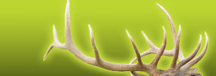 best peep sight for elk hunting